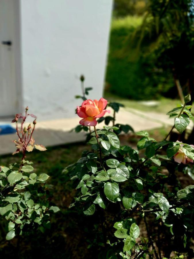 Ferienwohnung El Ceibo Carhué Exterior foto